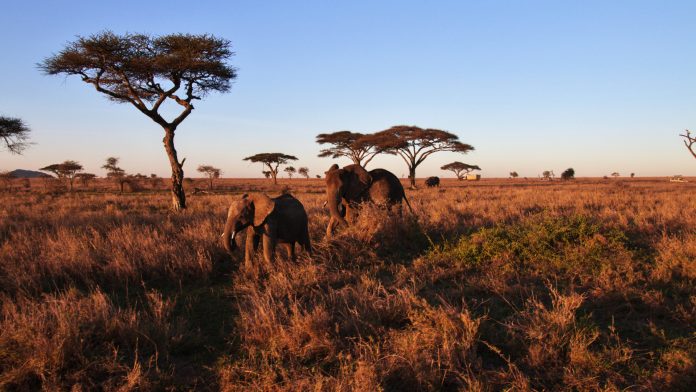 Le parc de ruaha, un paradis pour les amateurs de safaris exclusifs